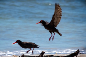 Cape Point och pingviner: Privat tur på Kaphalvön.