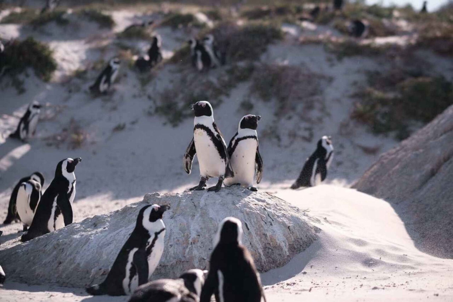 Cape Point, pingviner, Taffelbjerget - privat heldagstur