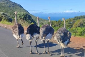 Cape Point, pingviner og Taffelberget - privat heldagsutflukt