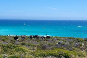 Экскурсия по полуострову Кейп-Пойнт с дегустацией вина