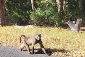 Экскурсия по полуострову Кейп-Пойнт с дегустацией вина