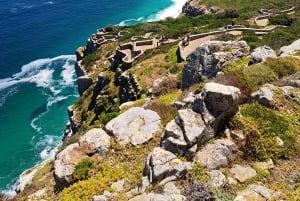 Cape Point: Private Tour incl surfing & penguins at Boulders