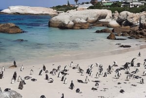 Cape Point: Private Tour incl surfing & penguins at Boulders