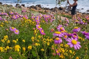 Cape Point: Private Tour incl surfing & penguins at Boulders