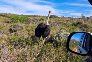 Cape Point: Private Tour incl surfing & penguins at Boulders