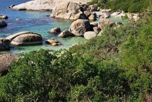 Cape Point: Private Tour incl surfing & penguins at Boulders