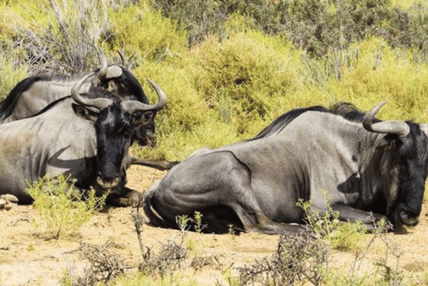 Cidade do Cabo: 1 dia de aventura de moto-quatro na reserva Aquila