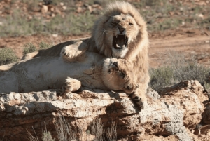 Cidade do Cabo: 1 dia de aventura de moto-quatro na reserva Aquila