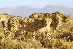Cidade do Cabo: 1 dia de aventura de moto-quatro na reserva Aquila