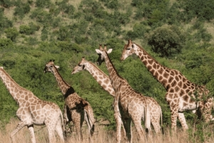 Cidade do Cabo: 1 dia de aventura de moto-quatro na reserva Aquila