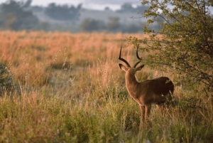 Cidade do Cabo: 1 dia de aventura de moto-quatro na reserva Aquila