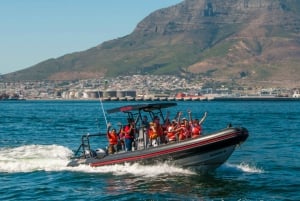 Città del Capo: safari oceanico all'alba di 1 ora