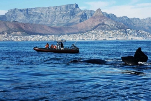 Cape Town: 1-Hour Sunrise Ocean Safari