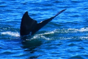 Le Cap : 1 heure d'excursion à la voile dans la baie de la Table