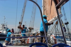 ケープタウン：1 時間のテーブル ベイ セーリング ツアー