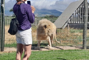 Kapsztad: 15 degustacji win i wycieczka w małej grupie
