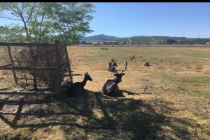 Kapsztad: 15 degustacji win i wycieczka w małej grupie