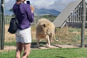 Cape Town: 15 vinprovings- og dyrelivstur for små grupper