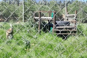 Cape Town: 15 vinprovings- og dyrelivstur for små grupper