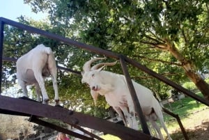 Cape Town: 15 vinprovings- og dyrelivstur for små grupper