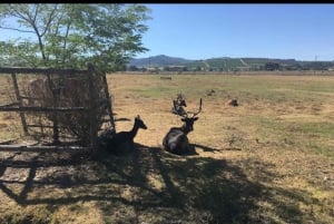 Cape Town: 15 vinprovings- og dyrelivstur for små grupper