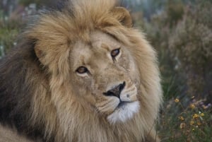 Kapstaden: två dagar på Garden Route Game Lodge Safari Tour