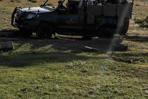 Kapstaden: två dagar på Garden Route Game Lodge Safari Tour