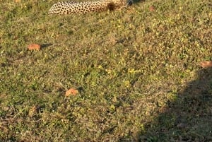 Kapstaden: två dagar på Garden Route Game Lodge Safari Tour