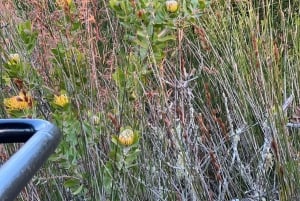 Kapstaden: två dagar på Garden Route Game Lodge Safari Tour