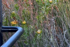 Kapstaden: två dagar på Garden Route Game Lodge Safari Tour