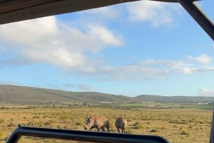 Kapstaden: två dagar på Garden Route Game Lodge Safari Tour