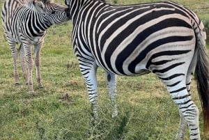 Kapstaden: två dagar på Garden Route Game Lodge Safari Tour