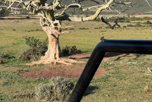 Kapstaden: två dagar på Garden Route Game Lodge Safari Tour