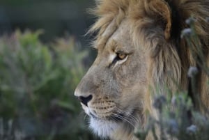 Kapstaden: två dagar på Garden Route Game Lodge Safari Tour