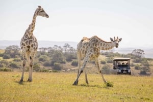 Kapstaden: två dagar på Garden Route Game Lodge Safari Tour