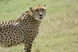 Kapstaden: två dagar på Garden Route Game Lodge Safari Tour