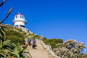 Città del Capo: tour di 2 giorni della penisola del Capo e del Capo Agulhas