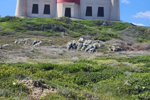 Città del Capo: tour di 2 giorni della penisola del Capo e del Capo Agulhas