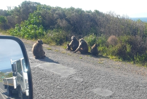 Città del Capo: tour di 2 giorni della penisola del Capo e del Capo Agulhas