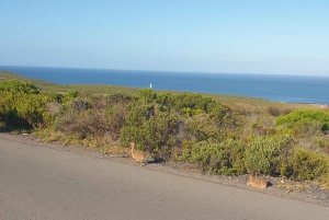 Città del Capo: tour di 2 giorni della penisola del Capo e del Capo Agulhas