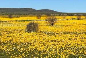 Città del Capo: tour di 2 giorni della penisola del Capo e del Capo Agulhas