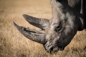Cape Town: 2-Day Safari at Inverdoorn Game Reserve