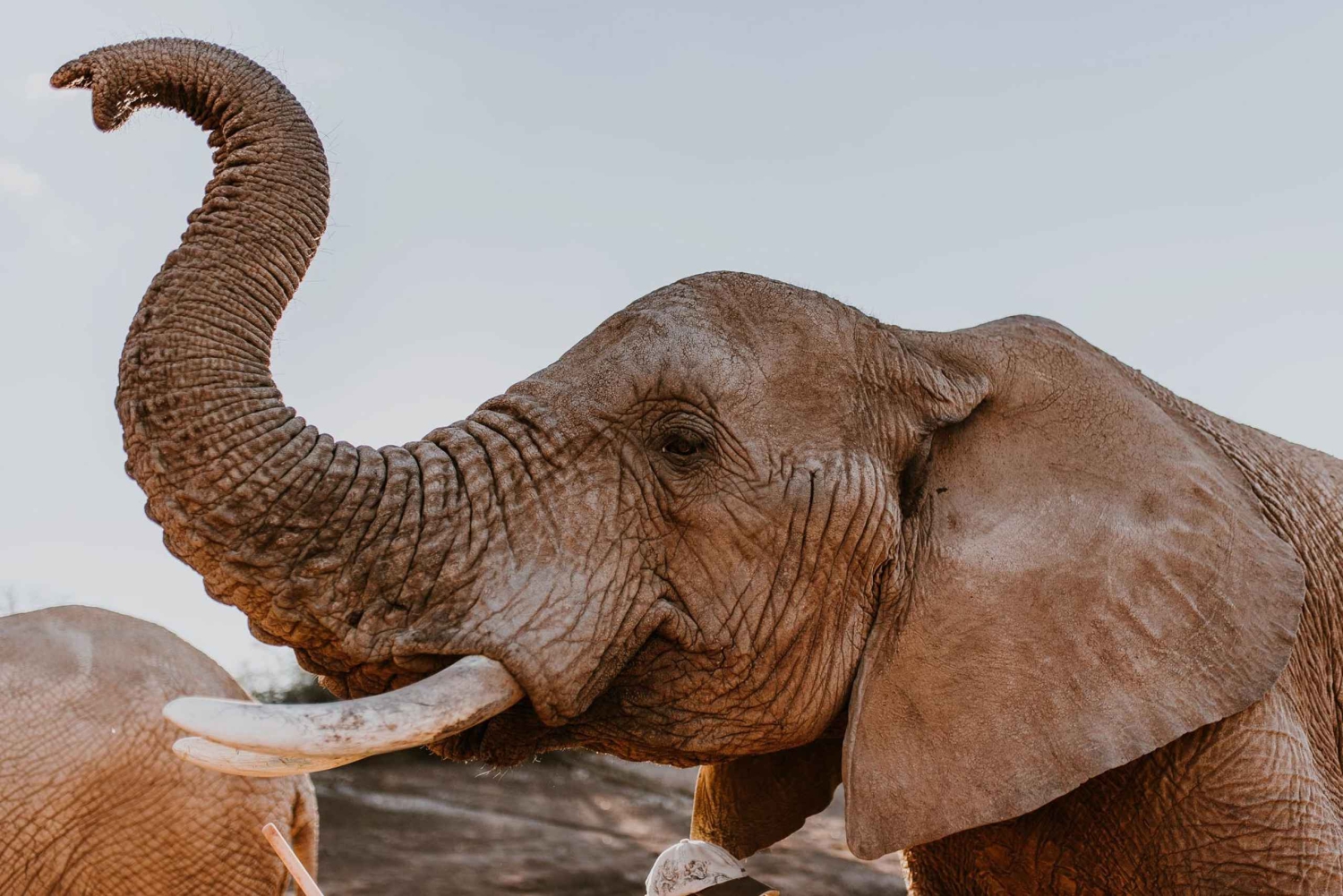 Città del Capo: tour naturalistico di 2 giorni con safari e soggiorno di lusso
