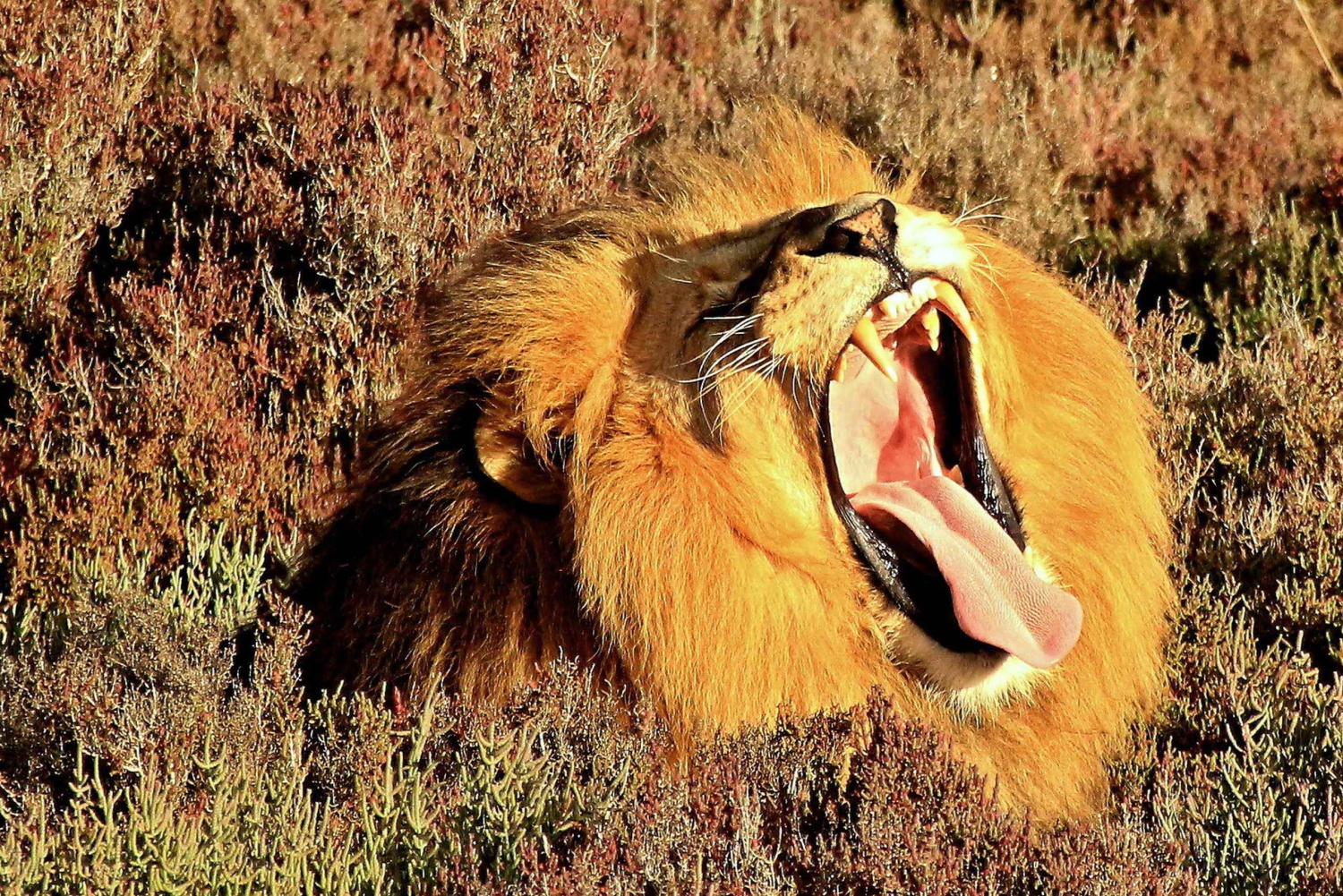 Città del Capo: tour naturalistico di 2 giorni con safari e soggiorno di lusso