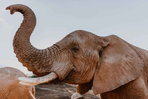 Città del Capo: tour naturalistico di 2 giorni con safari e soggiorno di lusso