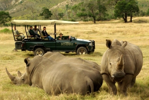 Città del Capo: tour naturalistico di 2 giorni con safari e soggiorno di lusso