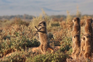 Città del Capo: tour naturalistico di 2 giorni con safari e soggiorno di lusso
