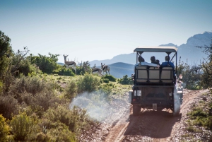 Città del Capo: tour naturalistico di 2 giorni con safari e soggiorno di lusso