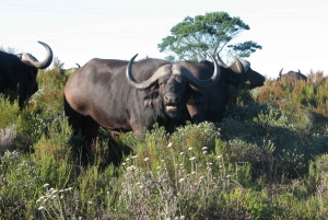 Città del Capo: tour naturalistico di 2 giorni con safari e soggiorno di lusso