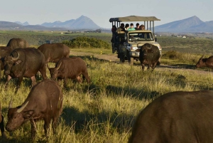 Città del Capo: tour naturalistico di 2 giorni con safari e soggiorno di lusso